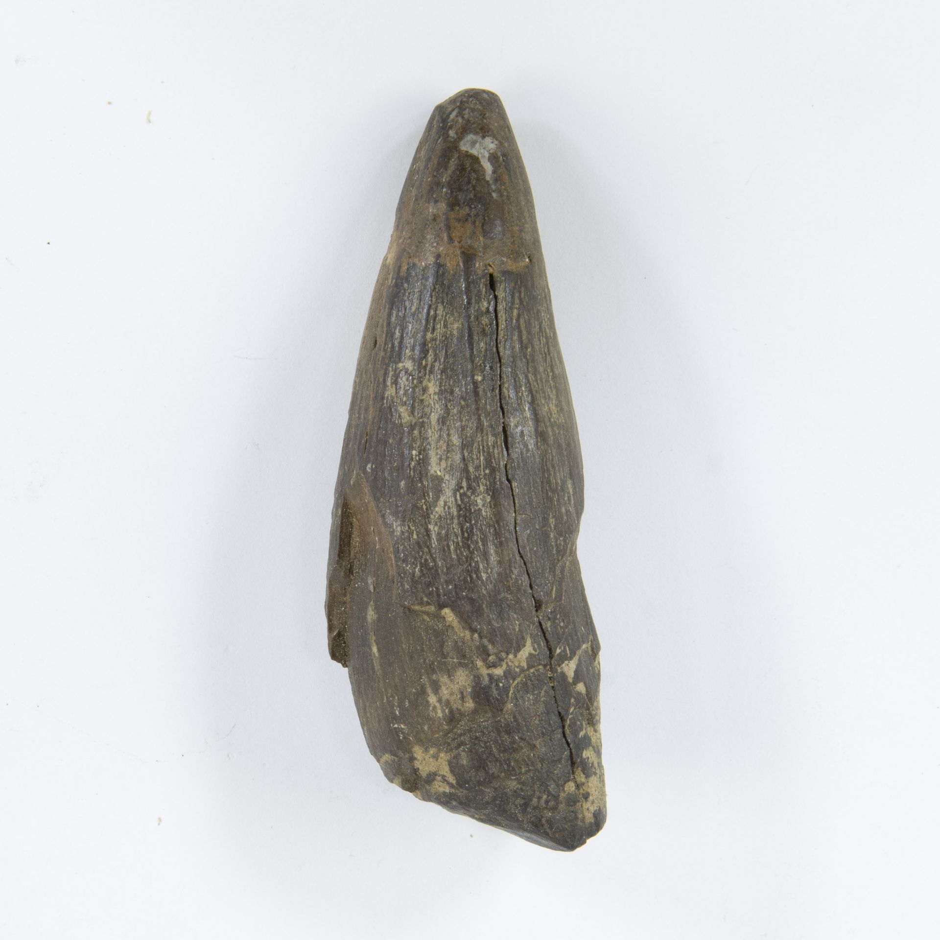 Sperm whale tooth, Miocene, (Kieldrecht - Kallo)