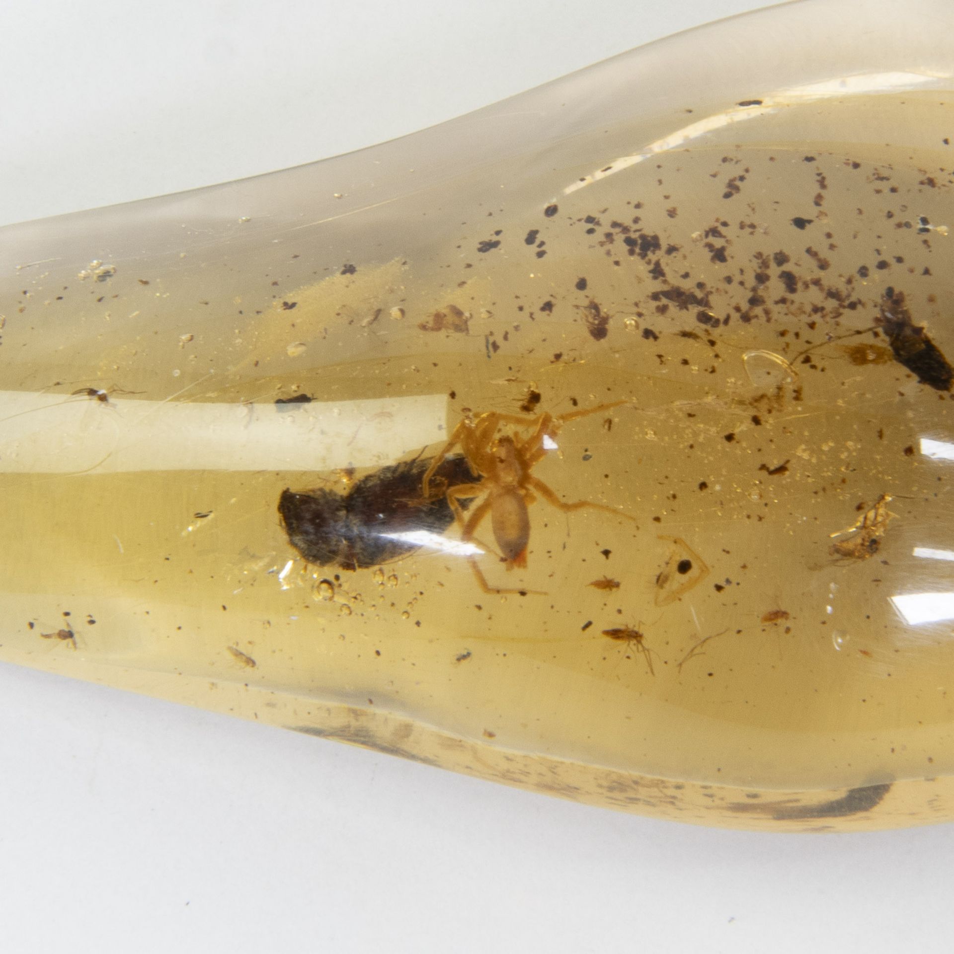 Insects in amber (copal), Pleistocene (1 milj y), Antsiranana, Madagascar - Image 2 of 3