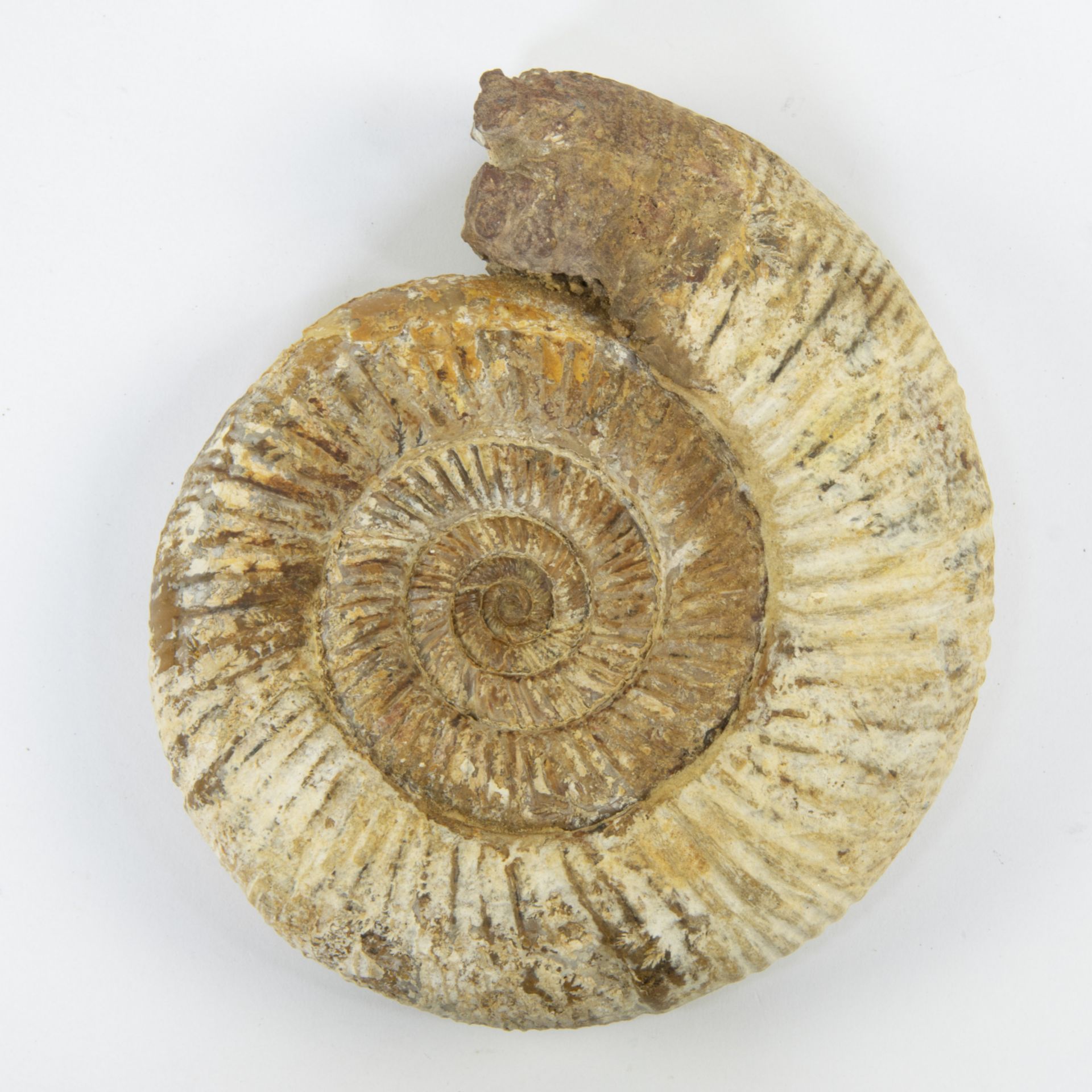 Ammonite, Arisphinctes helenae, Jurassic (150 milj y) - Bild 2 aus 3