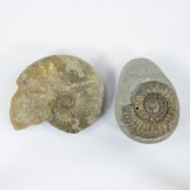 Ceratites Trias (France) and Xipheroceras (Dorset)