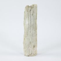 Piece of petrified wood