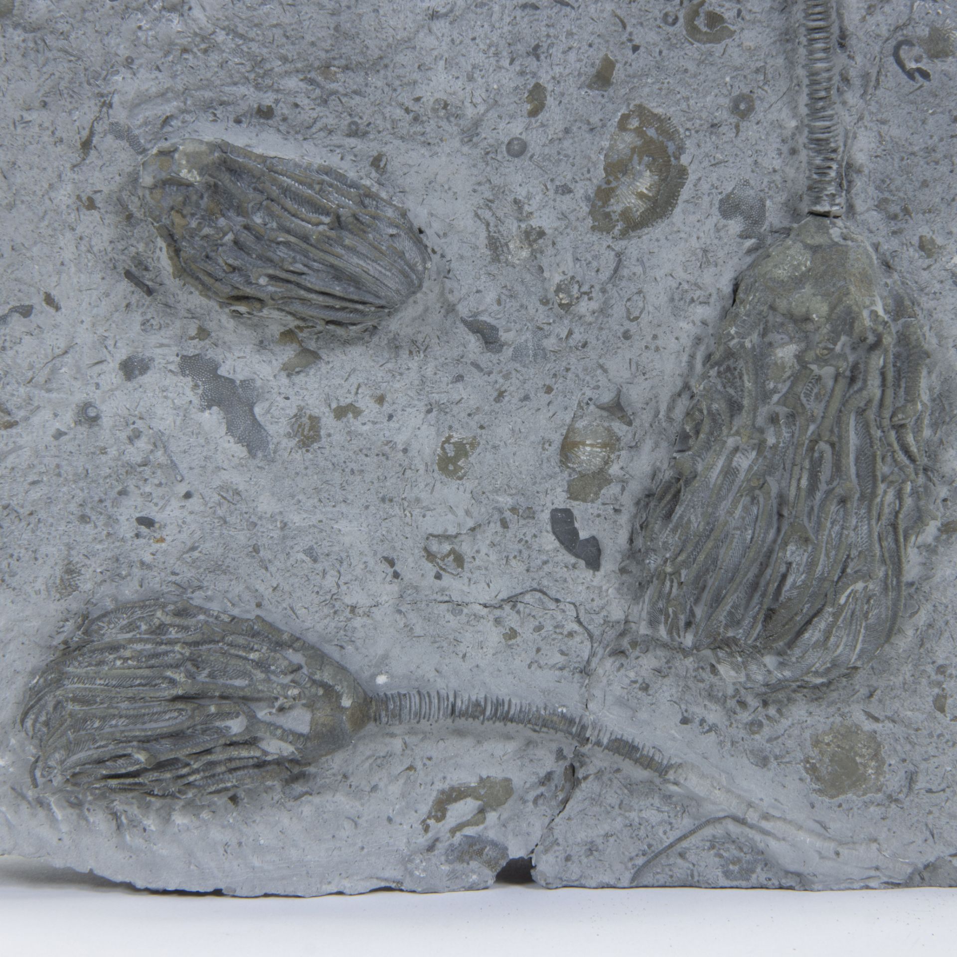 Crinoid multiple, Arthroacantha carpenteri, Devonian (410 million y), Silica Formation, Ohio, USA - Bild 2 aus 2