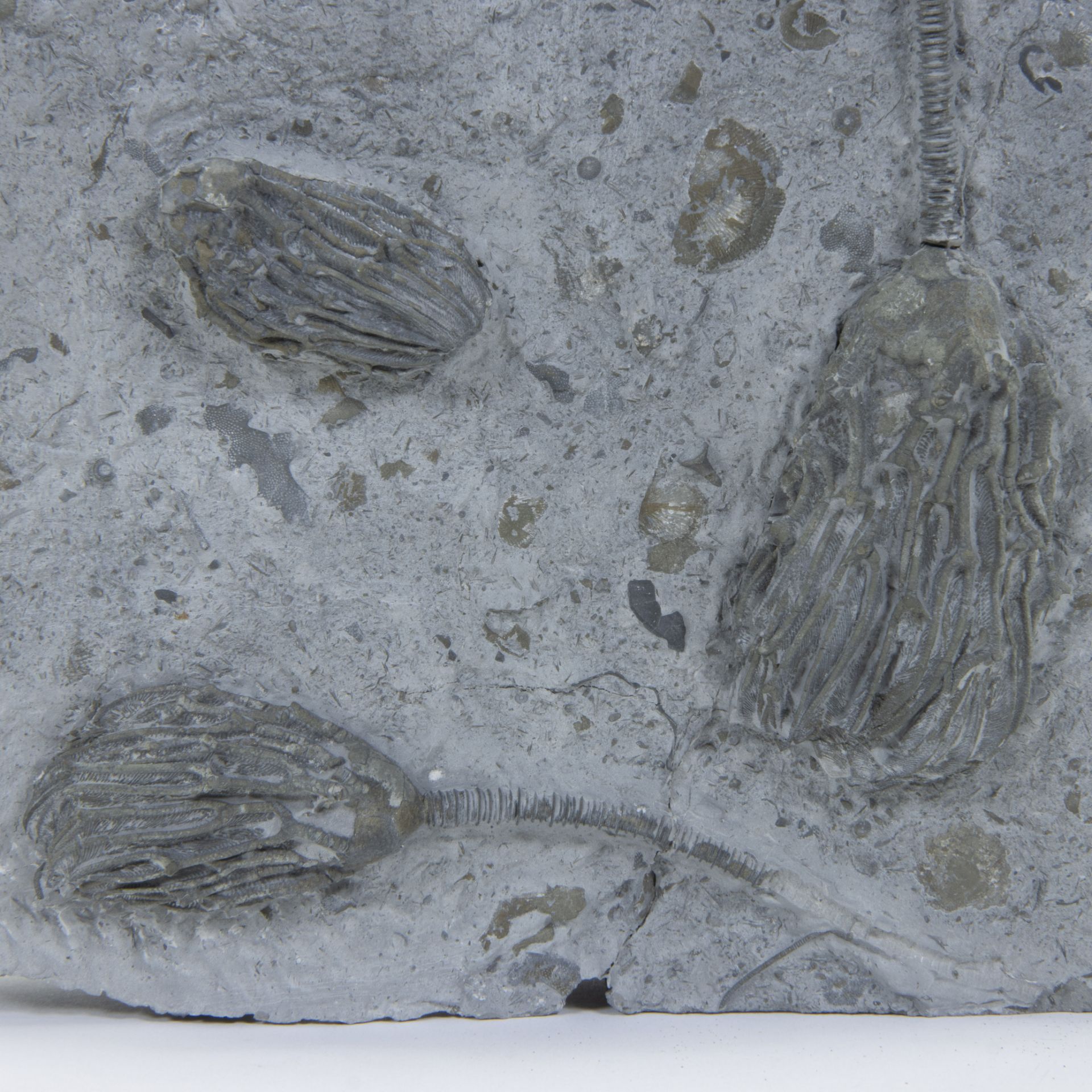 Crinoid multiple, Arthroacantha carpenteri, Devonian (410 million y), Silica Formation, Ohio, USA - Image 2 of 2