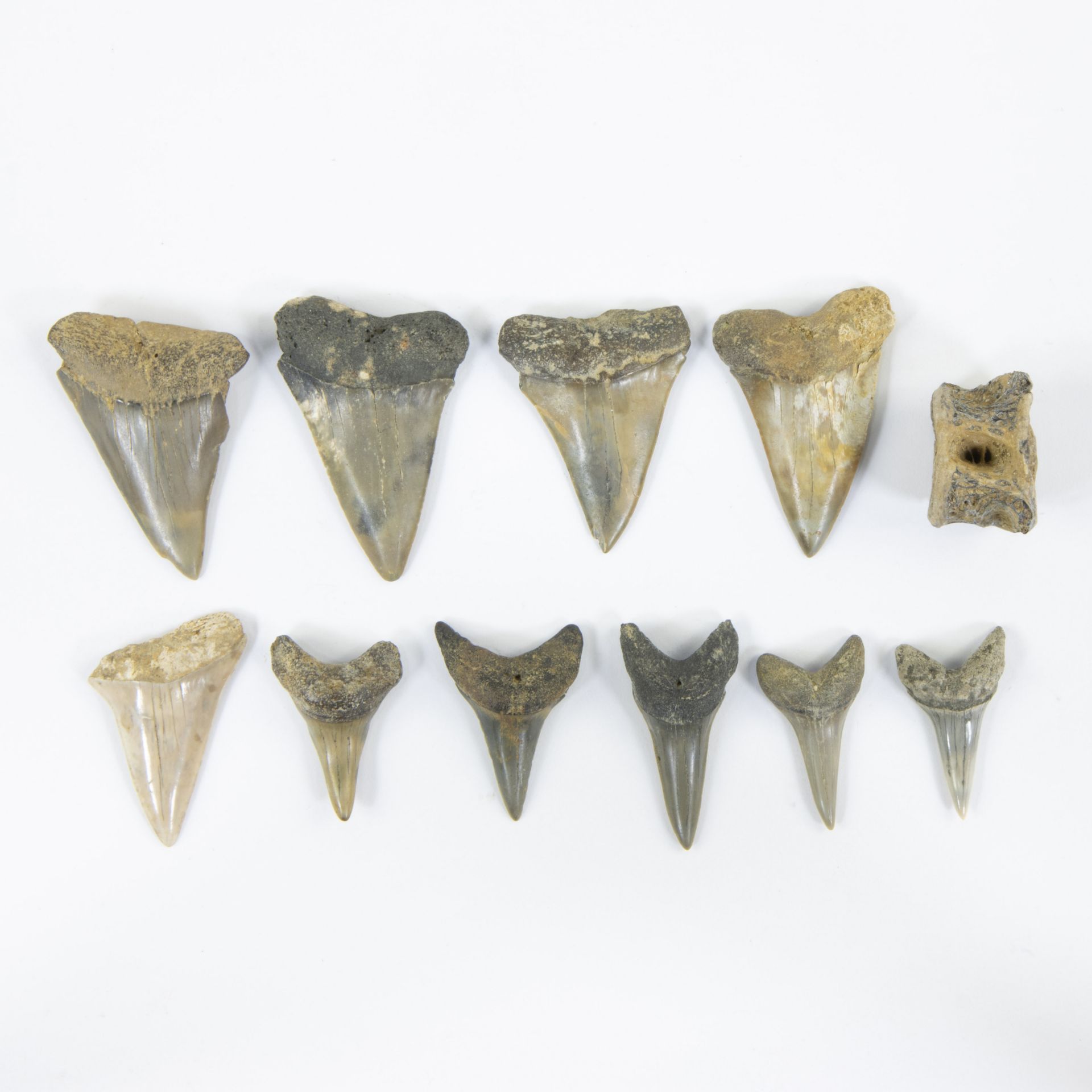 Collection of shark teeth + small vertebra of a predatory fish