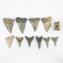 Collection of shark teeth + small vertebra of a predatory fish