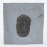 Trilobite (Phacops rana milleri, Devonian (440mj), Silica Formation, Ohio, USA