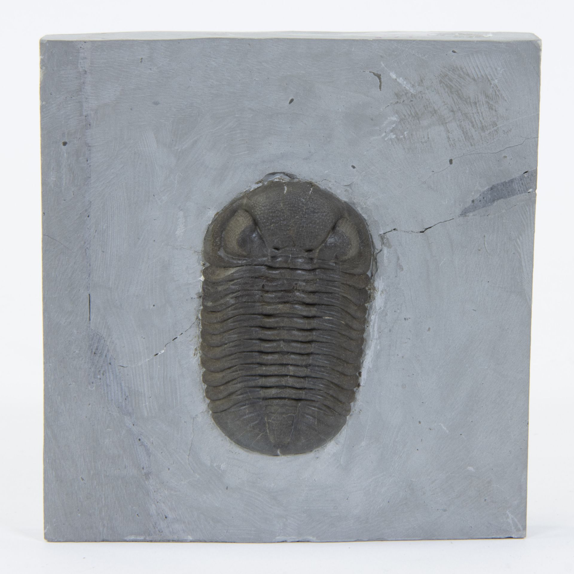 Trilobite (Phacops rana milleri, Devonian (440mj), Silica Formation, Ohio, USA