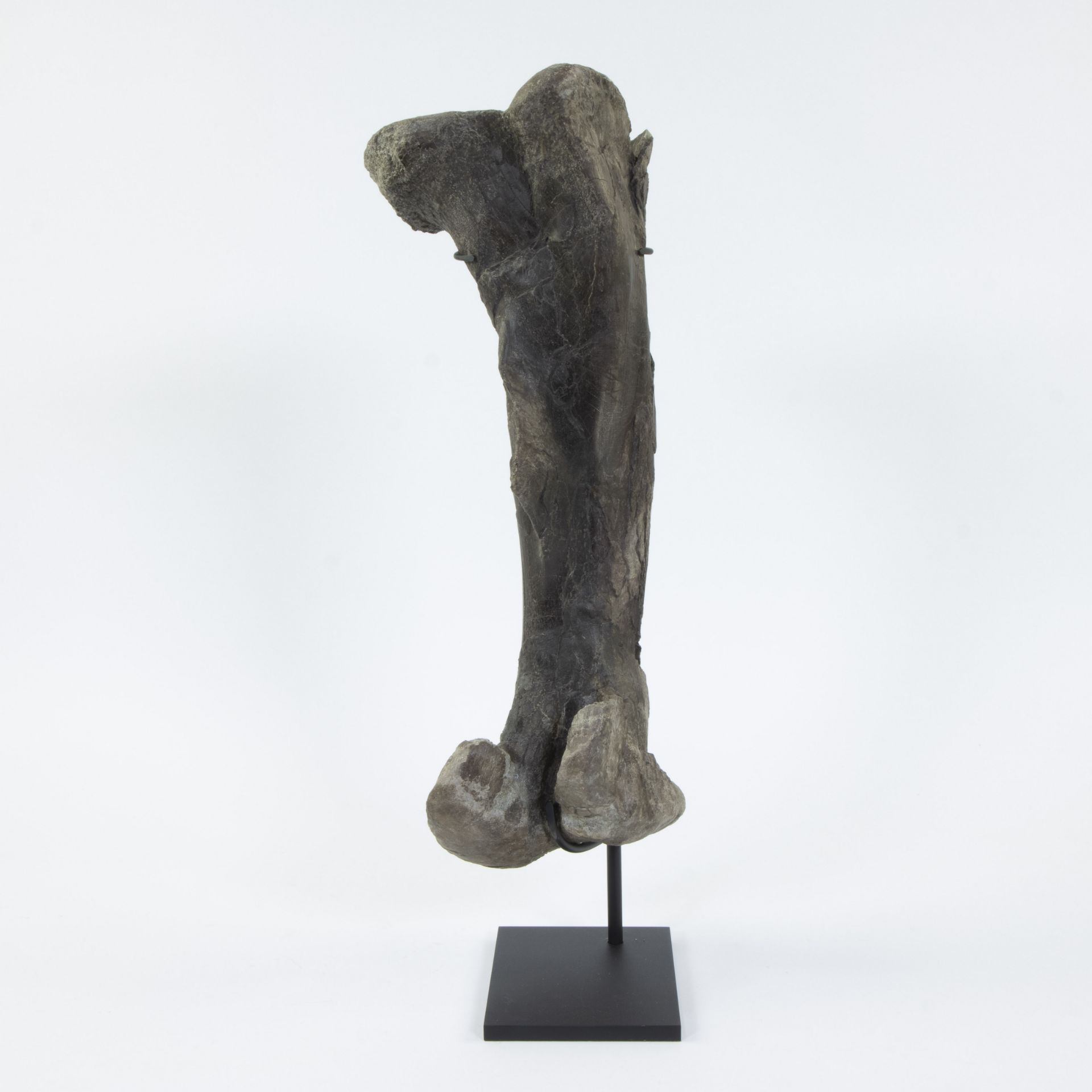 Dinosaur upper leg or femur, Corythosaurus sp., Late Cretaceous (75 milj y), Judith River Formation,