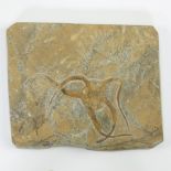 Starfish fossil, ophiura ordovicum (400 milj y)