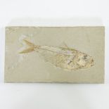 Fossil fish, Scombroclupea macrophthalma, Upper Cretaceous (90 milj y)