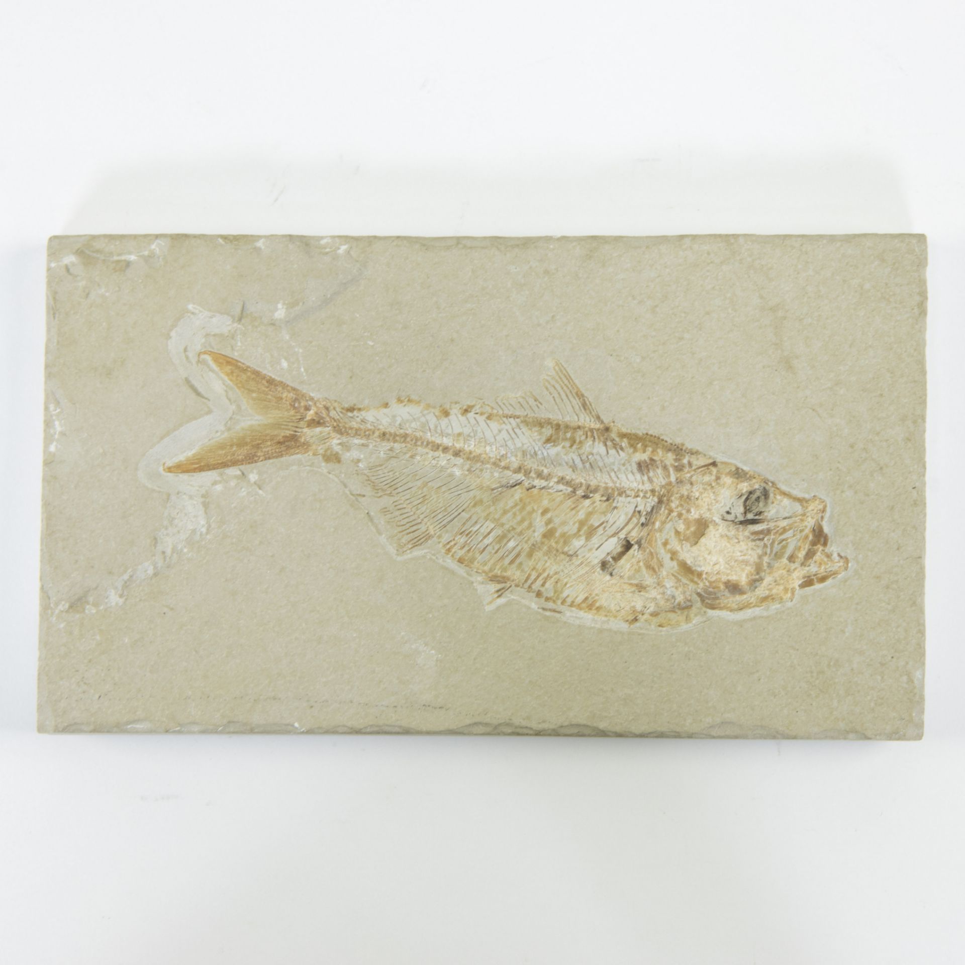 Fossil fish, Scombroclupea macrophthalma, Upper Cretaceous (90 milj y)