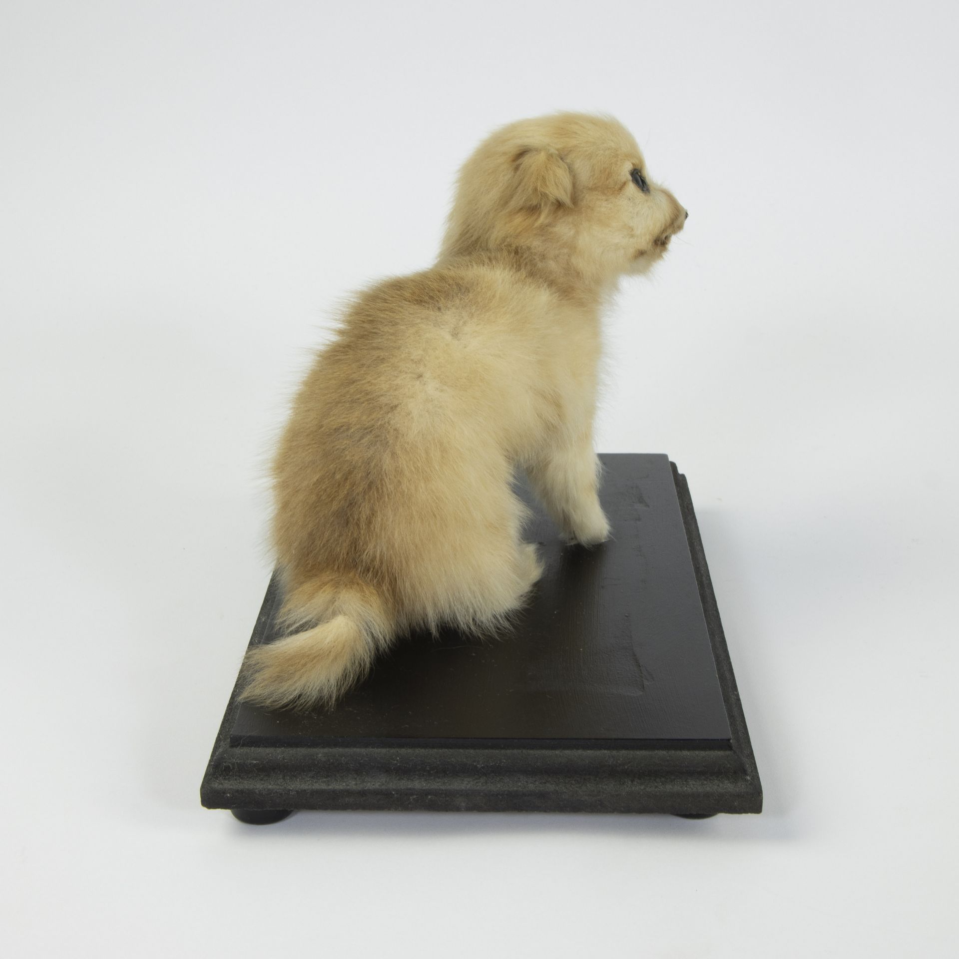 Taxidermy puppy on a black wooden base - Image 5 of 5