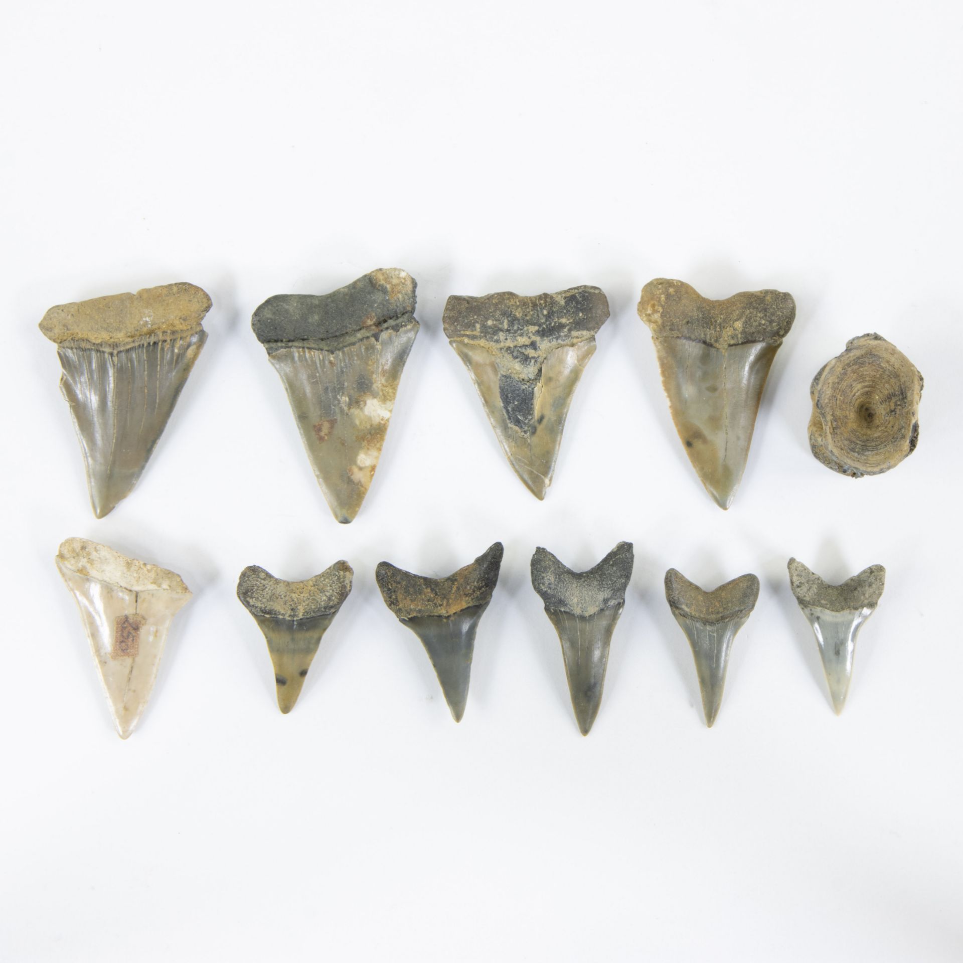 Collection of shark teeth + small vertebra of a predatory fish - Image 2 of 2