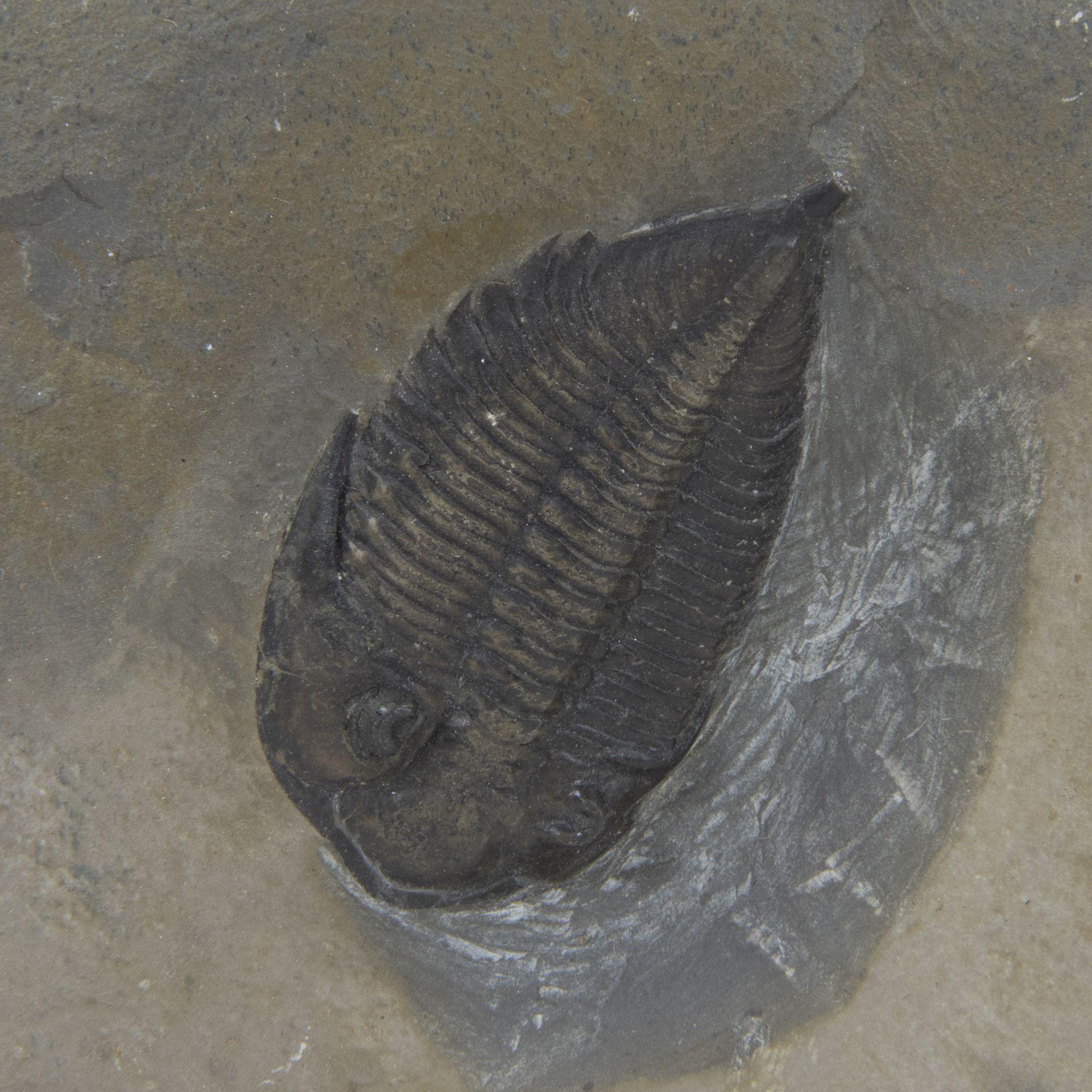 Trilobite (Dalminites limulurus, Devonian (380 milj y), Rochester shale Formation, New York, USA - Bild 2 aus 2