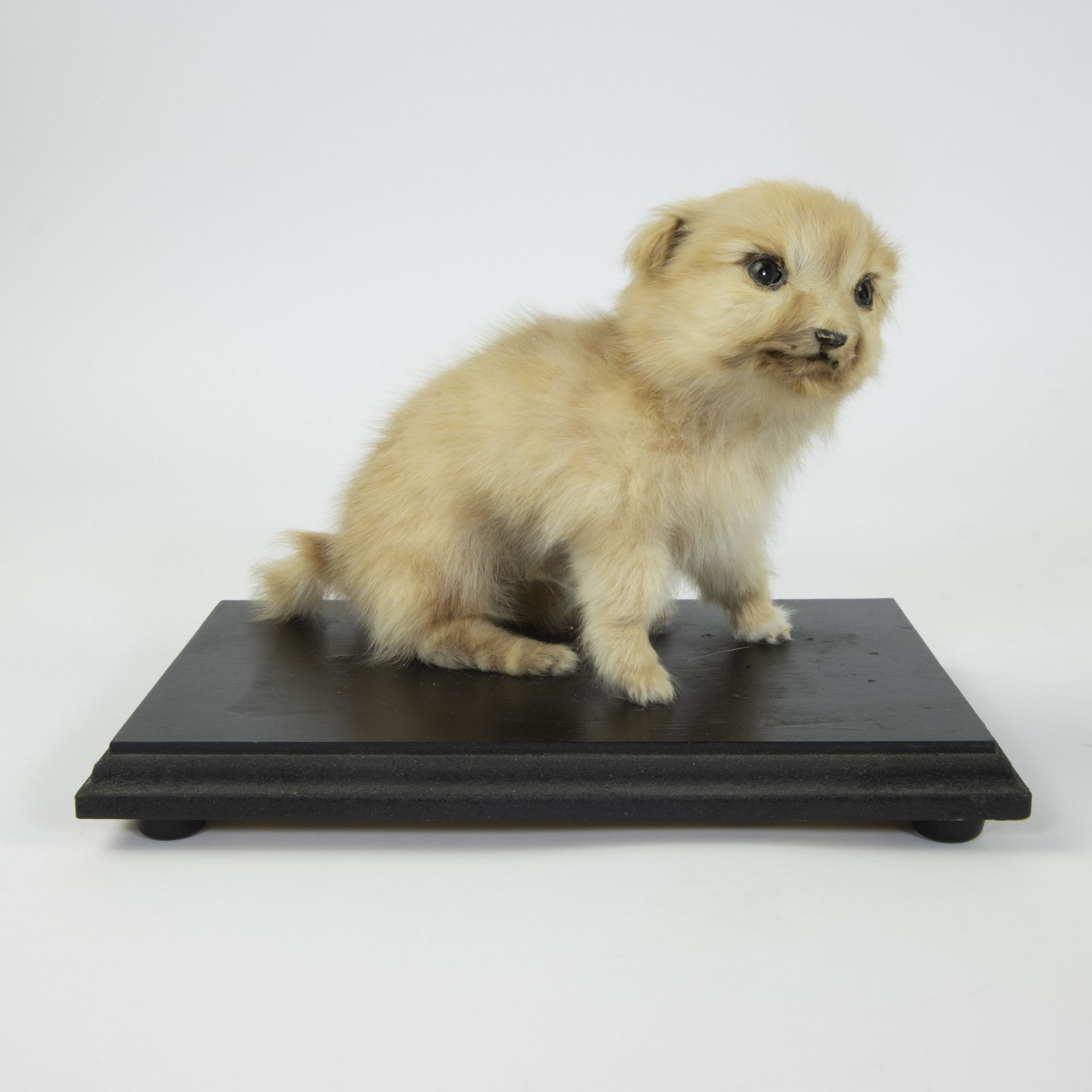 Taxidermy puppy on a black wooden base