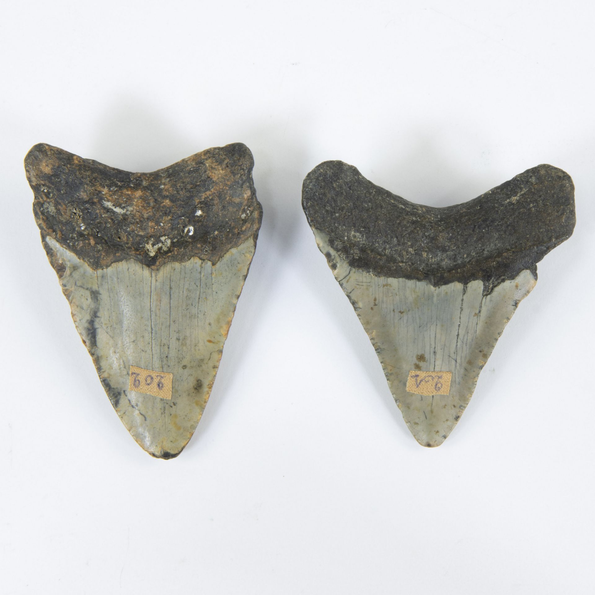 2 shark teeth from Kieldrecht - Kallo during deepening of Berendrecht dock - Image 2 of 2