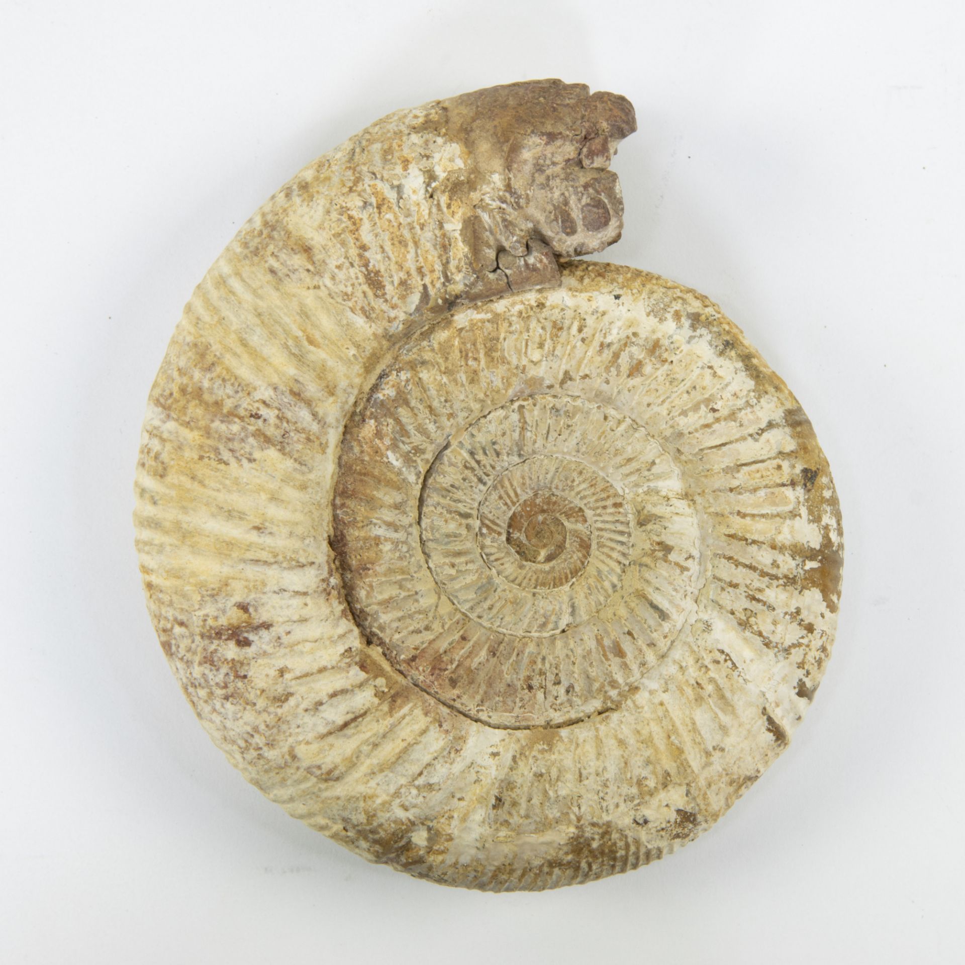 Ammonite, Arisphinctes helenae, Jurassic (150 milj y)