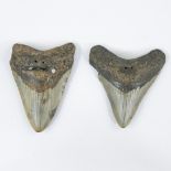 2 shark teeth from Kieldrecht - Kallo during deepening of Berendrecht dock