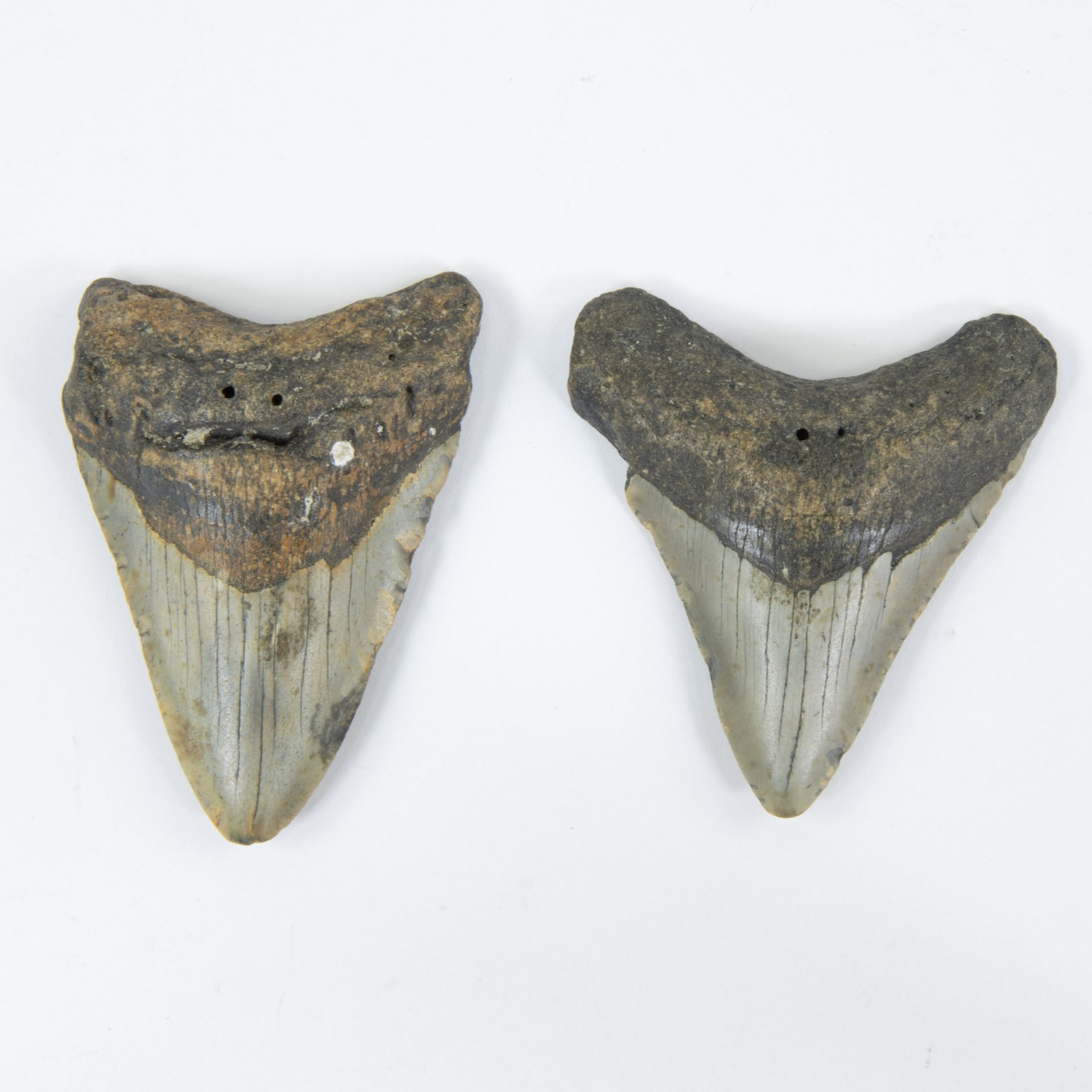 2 shark teeth from Kieldrecht - Kallo during deepening of Berendrecht dock