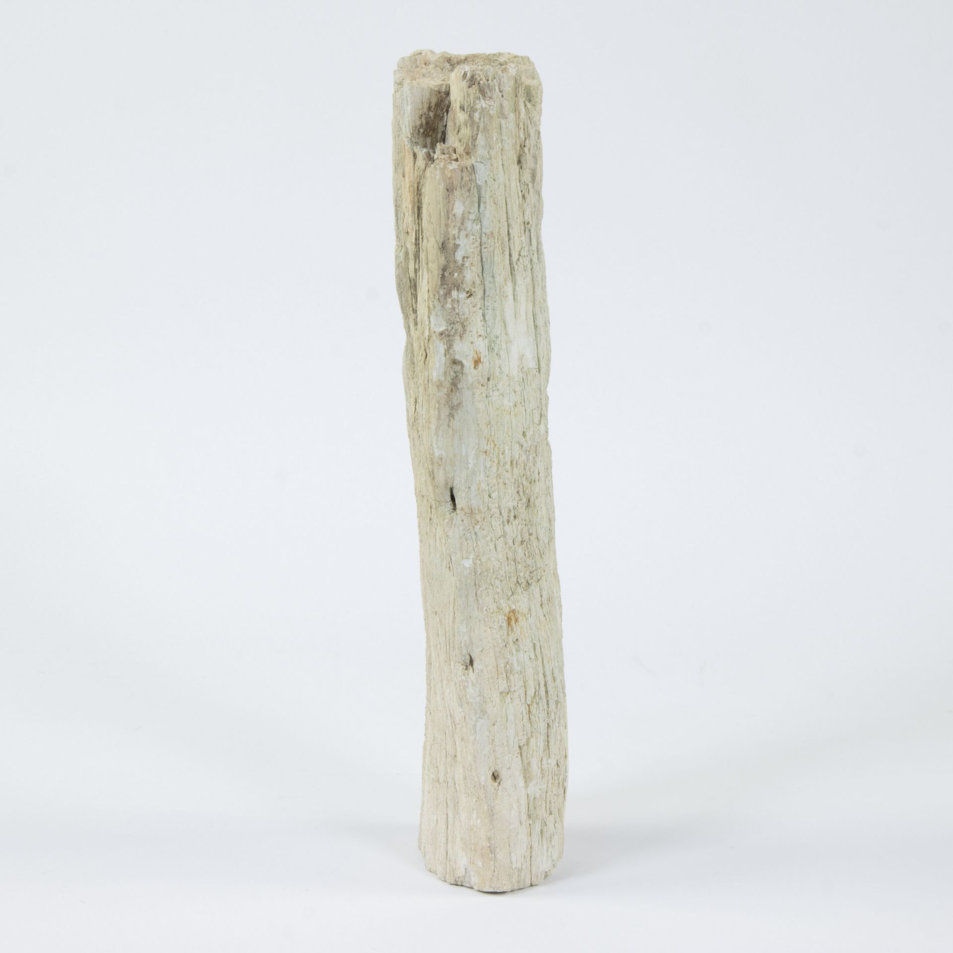 Piece of petrified wood - Image 5 of 5