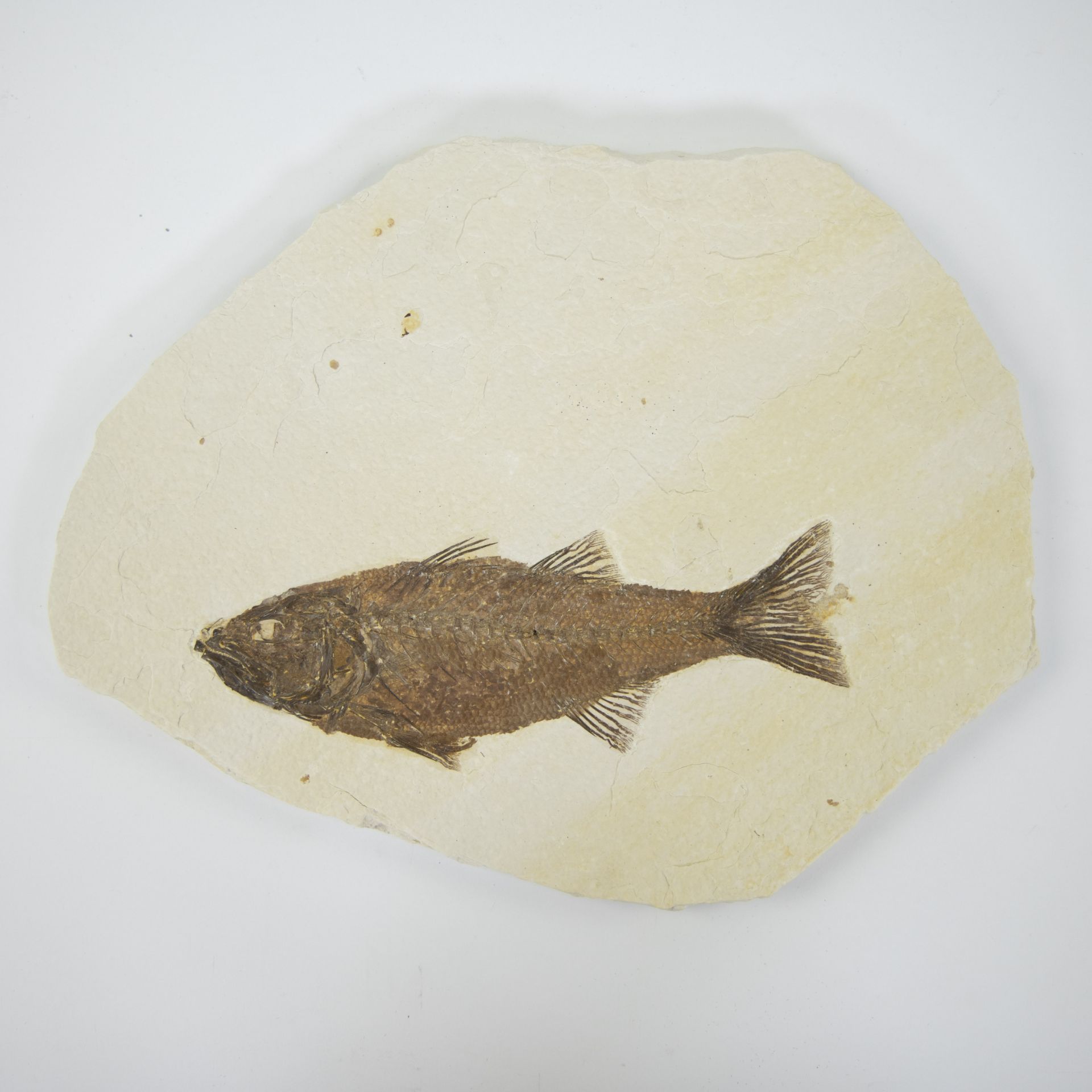 Fossil fish, Mioplosius labracoides, Eocene (55 million y), Green river Formation, Wyoming, USA