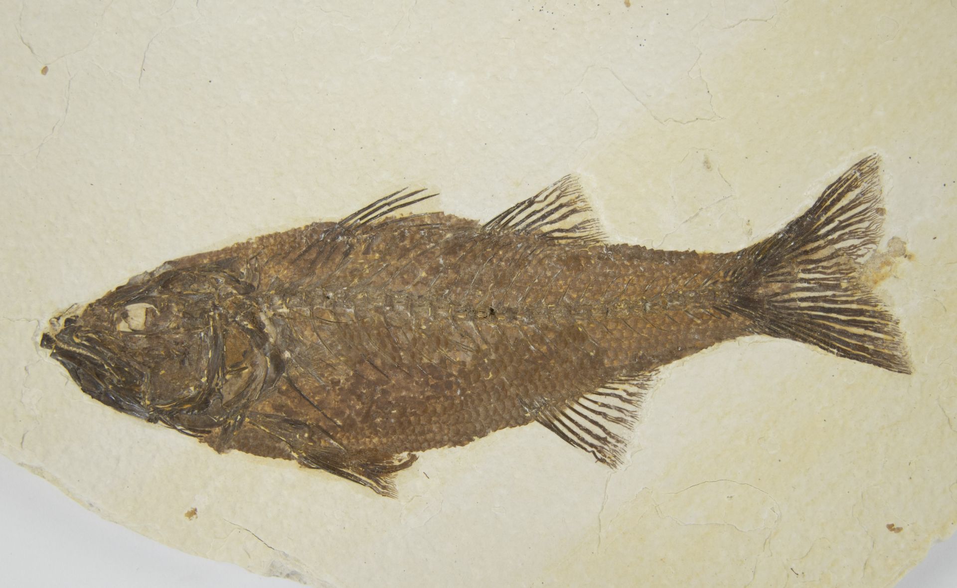 Fossil fish, Mioplosius labracoides, Eocene (55 million y), Green river Formation, Wyoming, USA - Image 2 of 2