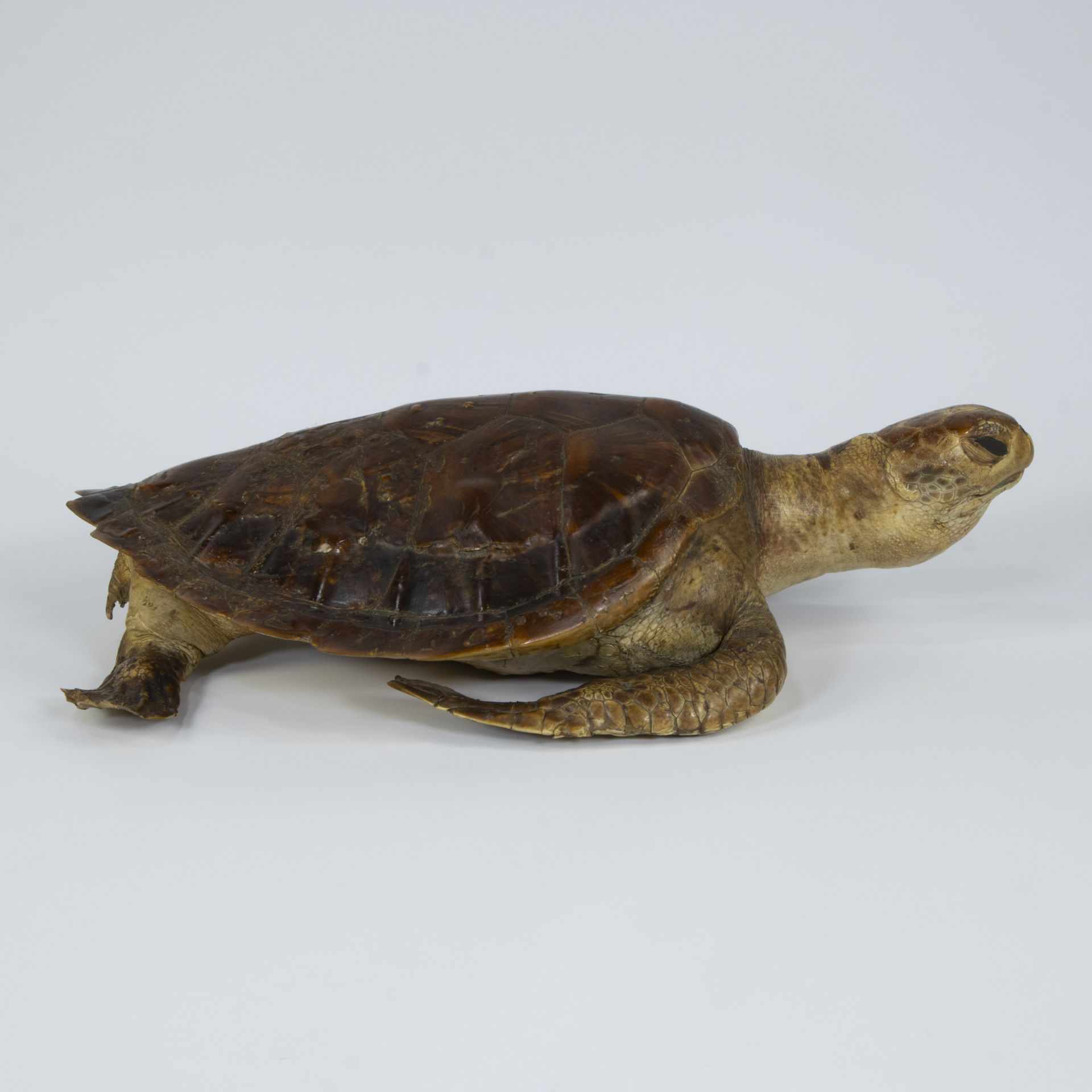 Water turtle - Image 4 of 5