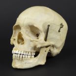 Dental study skull from dentist's office Ghent
