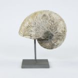 Nautilus shell, Cymatoceras, Cretaceous (100-145 million yr)