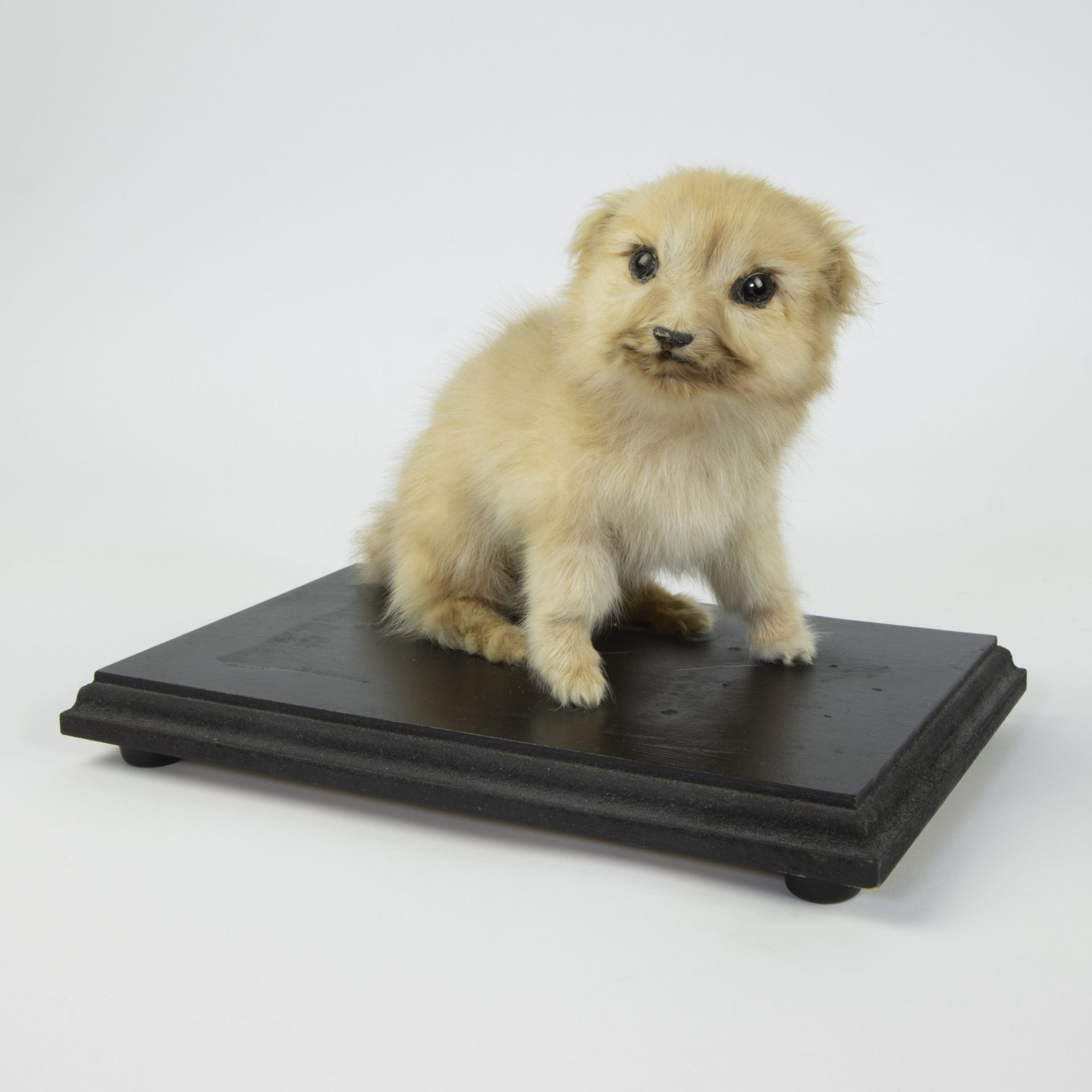 Taxidermy puppy on a black wooden base - Image 2 of 5