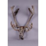 An eleven point red deer antler. Mounted on mahogany shield.
65 x 45 cm.