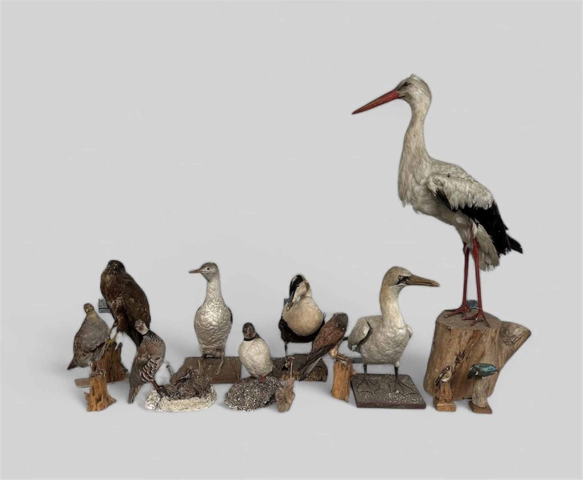 A lot consisting of (10) taxidermy followers, all in poor condition.