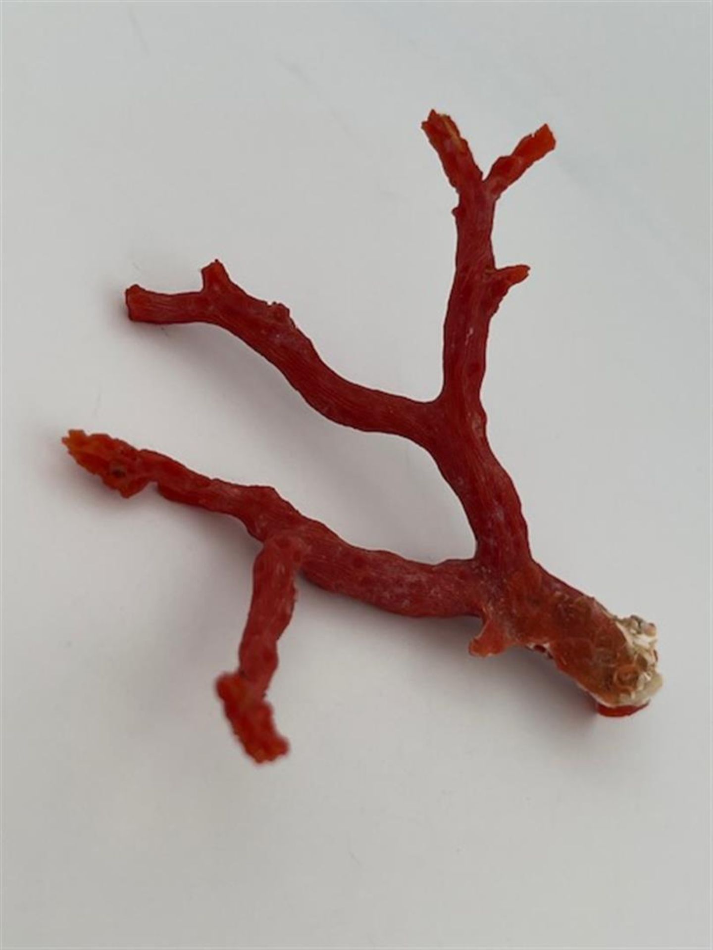 Red coral (rough)
Beautiful large red coral rough branch.
Great for collectors and goldsmiths.
Dimen - Bild 2 aus 4