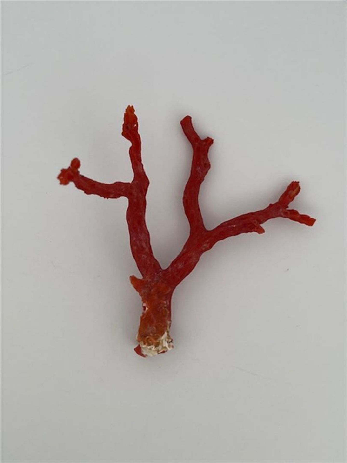 Red coral (rough)
Beautiful large red coral rough branch.
Great for collectors and goldsmiths.
Dimen