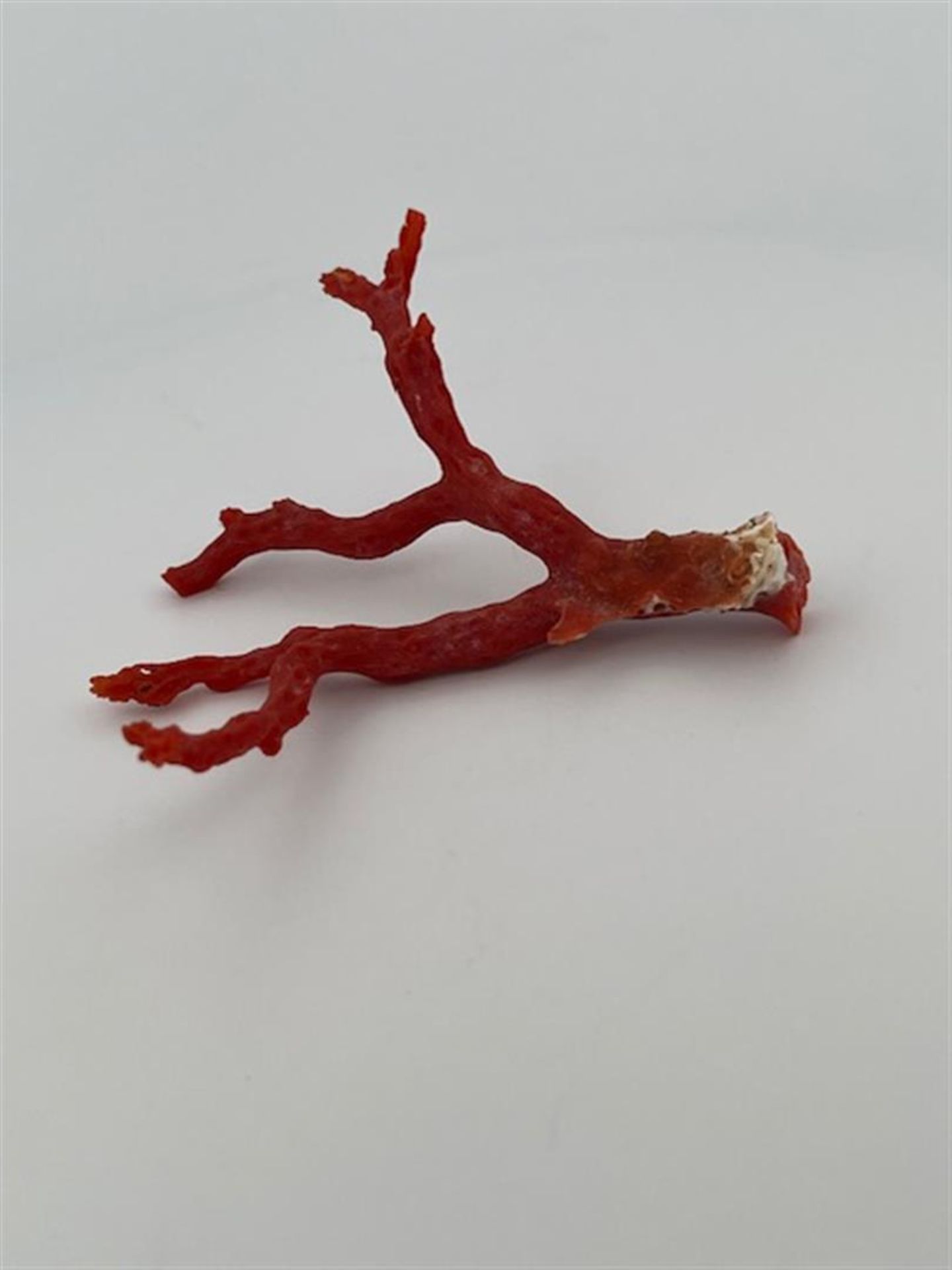 Red coral (rough)
Beautiful large red coral rough branch.
Great for collectors and goldsmiths.
Dimen - Bild 3 aus 4