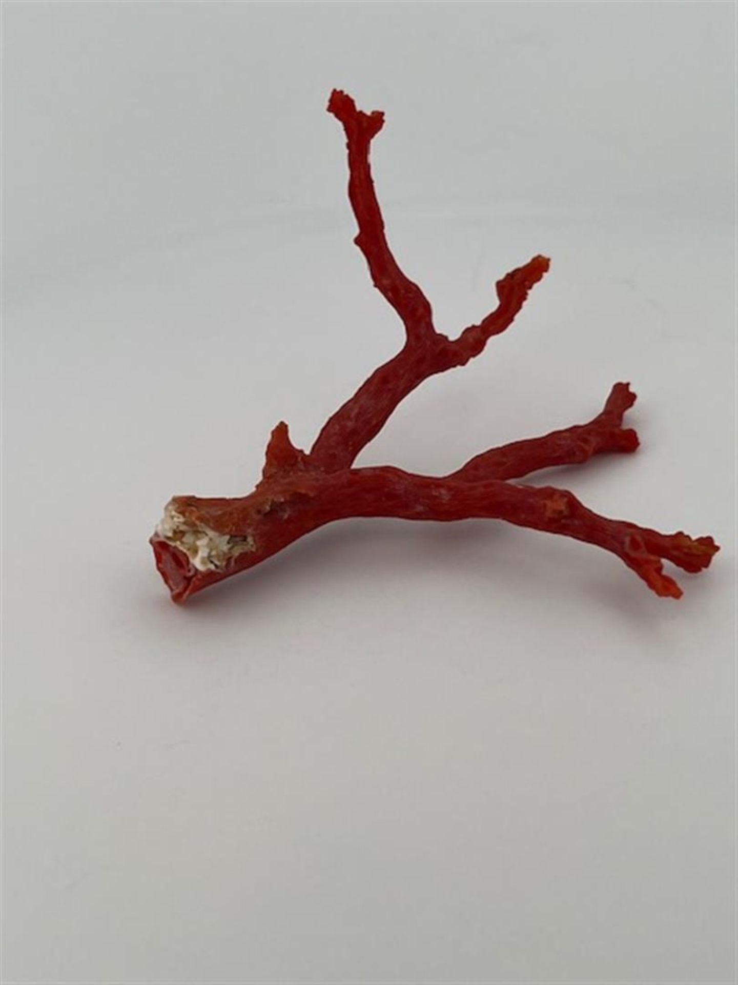 Red coral (rough)
Beautiful large red coral rough branch.
Great for collectors and goldsmiths.
Dimen - Bild 4 aus 4