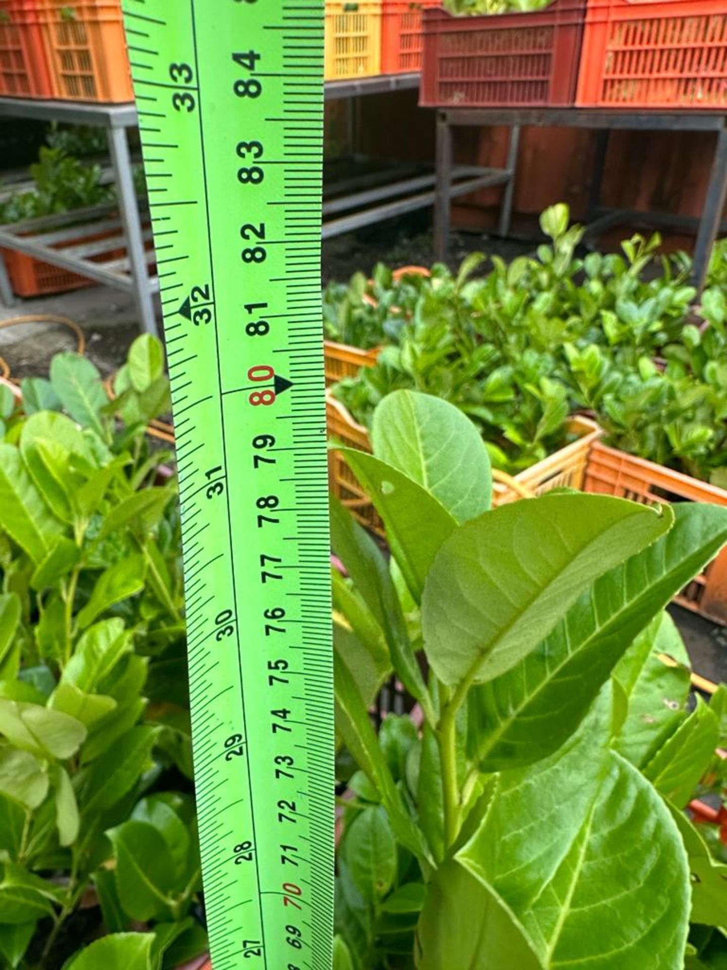 NO RESERVE 1000 x 300-500mm HIGH HEALTHY & STRONG LAUREL HEDGE PLANTS (PRUNUS ROTUNDIFOLIA EVERGREEN - Image 3 of 4