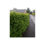 10 X 300-400MM HIGH HEALTHY & STRONG LAUREL HEDGE PLANTS (PRUNUS ROTUNDIFOLIA EVERGREEN) *NO VAT*