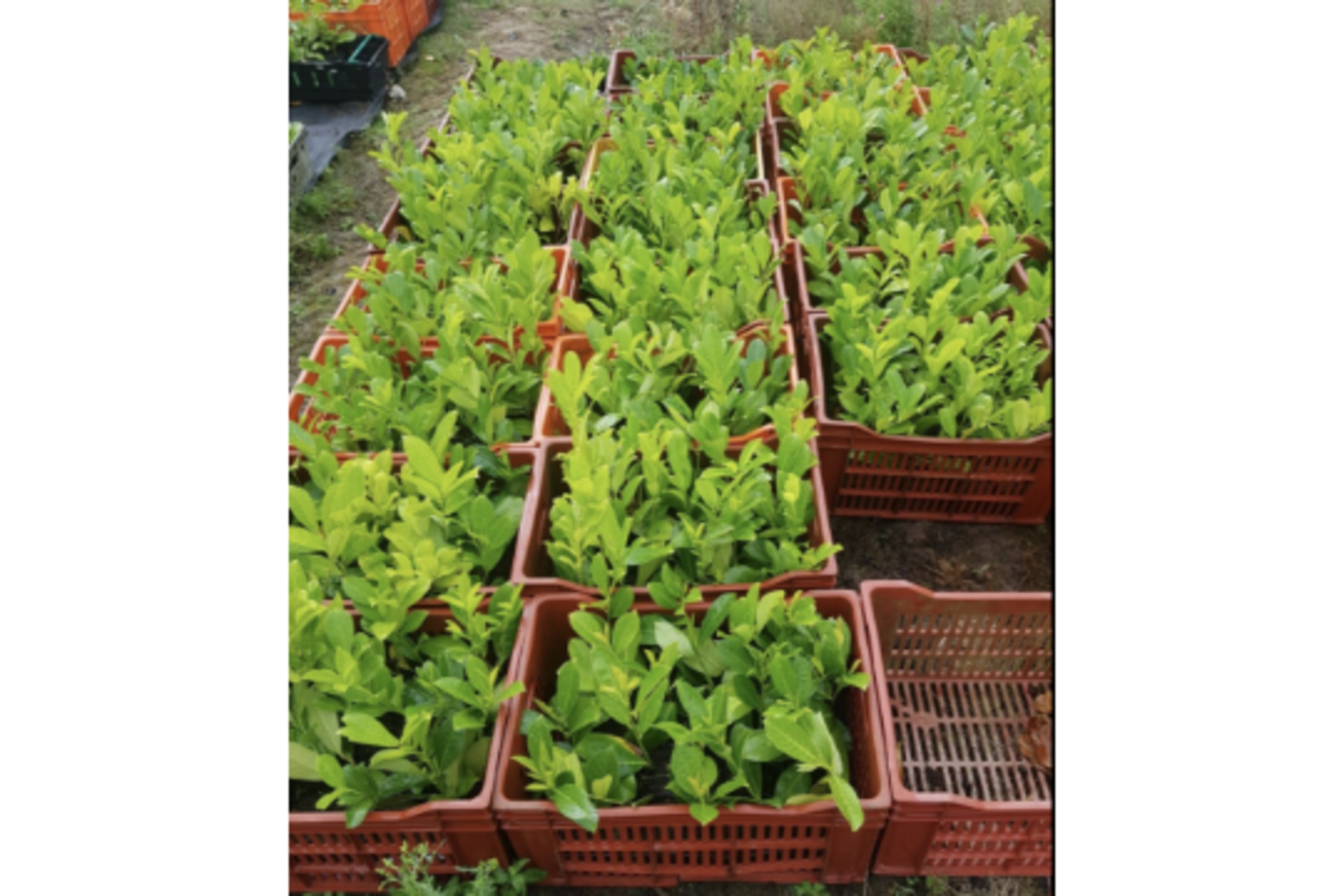 10 X 300-400MM HIGH HEALTHY & STRONG LAUREL HEDGE PLANTS (PRUNUS ROTUNDIFOLIA EVERGREEN) *NO VAT* - Bild 2 aus 2