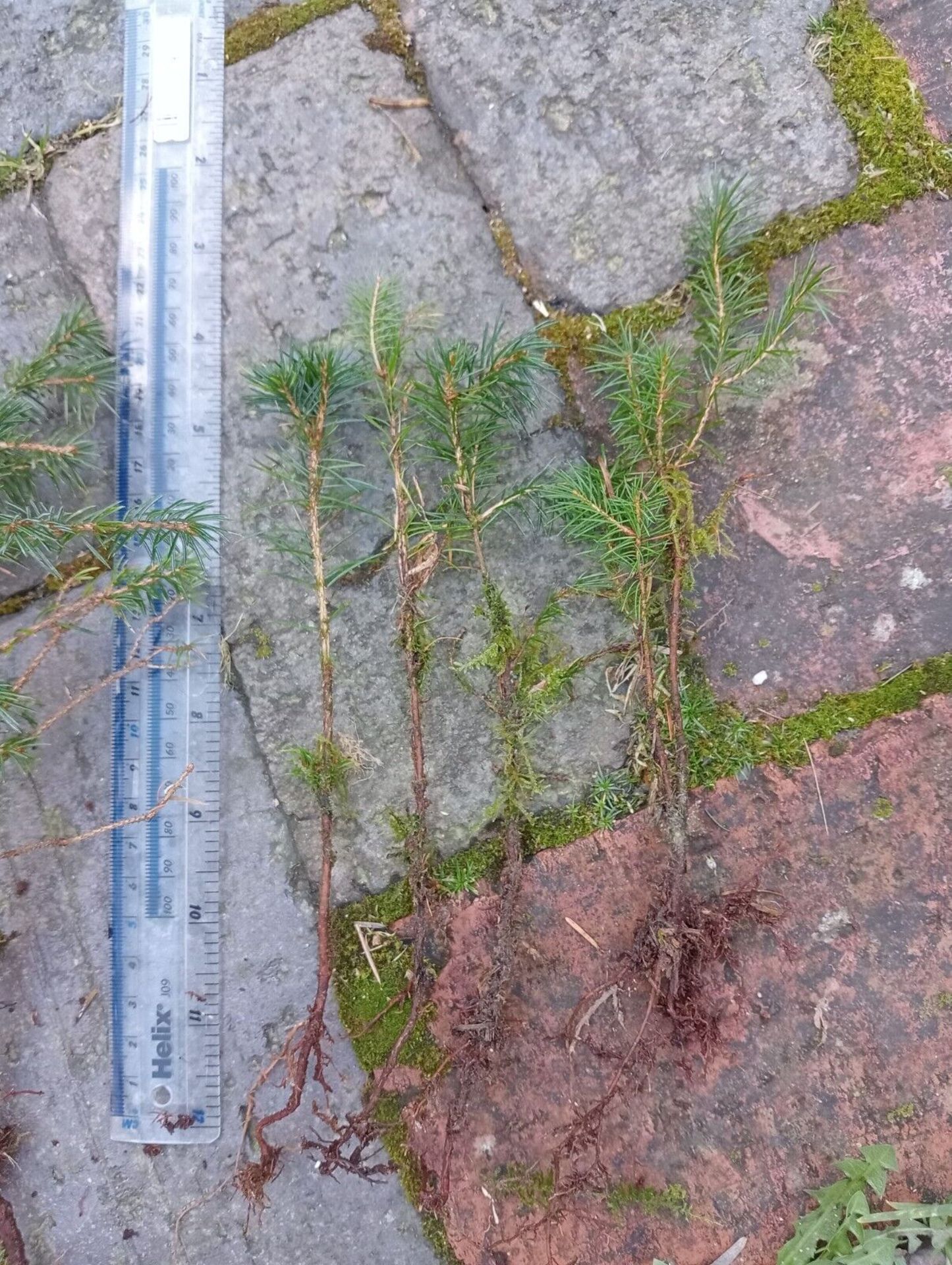 Sitka Spruce saplings (small) x 50, bare-rooted. Picea sitchensis *NO VAT* - Image 3 of 4