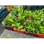WHOLESALE LOT 4000 X Up to 300mm HEALTHY & STRONG LAUREL HEDGE PRUNUS ROTUNDIFOLIA EVERGREEN NO VAT