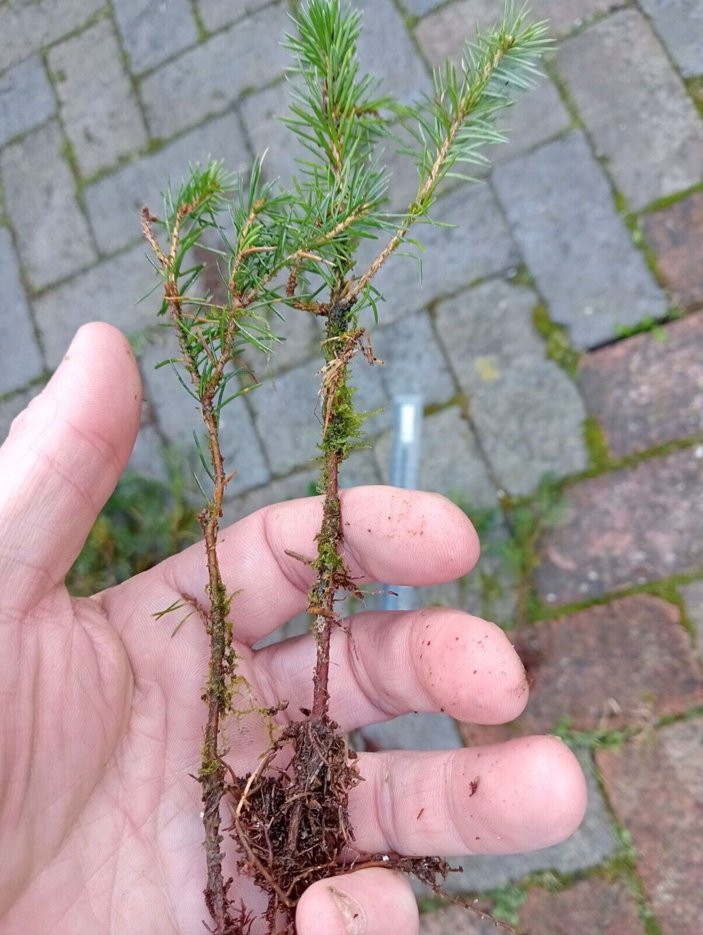 Sitka Spruce saplings (small) x 50, bare-rooted. Picea sitchensis *NO VAT*