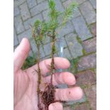 Sitka Spruce saplings (small) x 50, bare-rooted. Picea sitchensis *NO VAT*