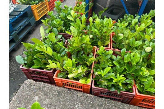 100 X ~400-600MM HIGH HEALTHY & STRONG LAUREL HEDGE PLANTS (PRUNUS ROTUNDIFOLIA EVERGREEN) *NO VAT* - Image 1 of 4