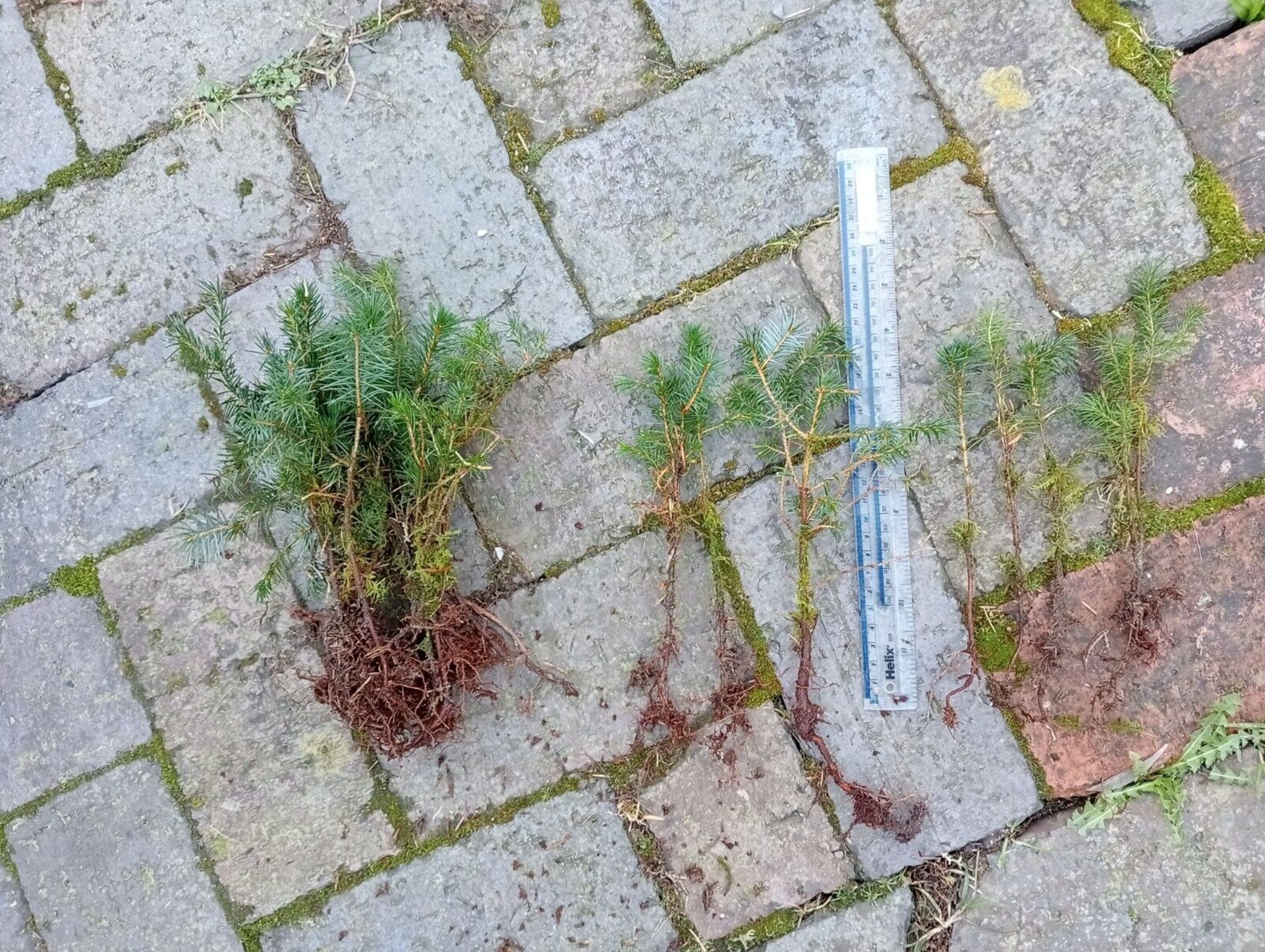 Sitka Spruce saplings (small) x 50, bare-rooted. Picea sitchensis *NO VAT* - Image 4 of 4