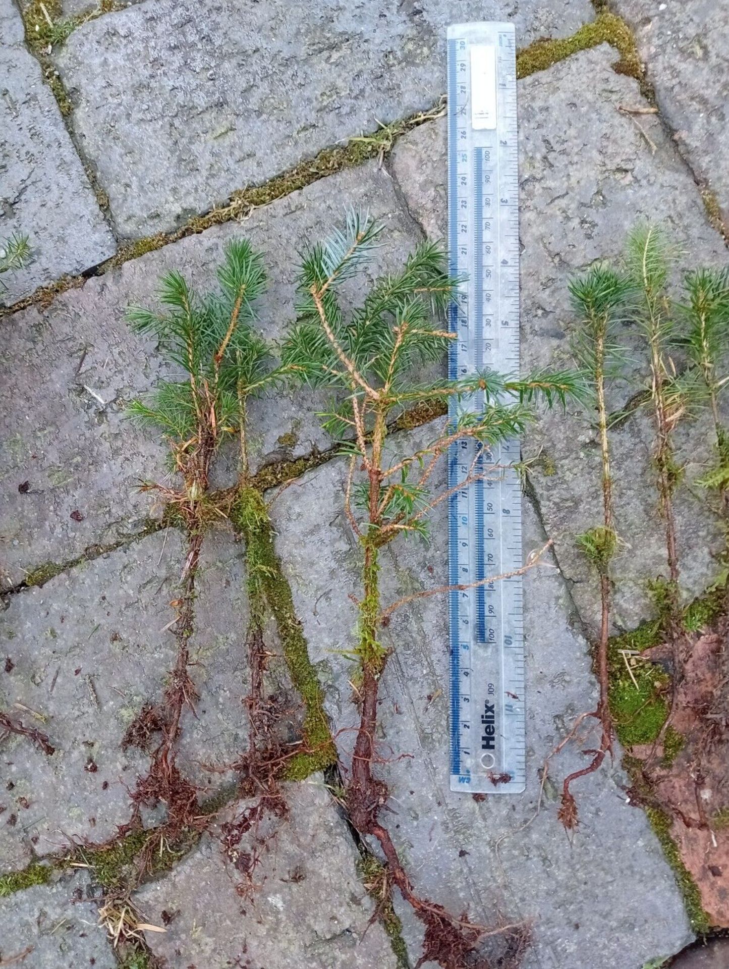 Sitka Spruce saplings (small) x 50, bare-rooted. Picea sitchensis *NO VAT* - Image 2 of 4