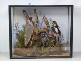 An antique ebonised and glazed taxidermy Case displaying Lesser Spotted Woodpecker, Great Spotted