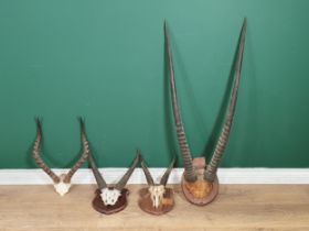 Four sets of Antelope Horns including Gemsbok on shield, two Reedbuck on shields and an Impala