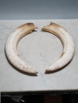 A pair of Hippopotamus Tusks, 13in approximately