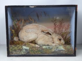 An antique ebonised and glazed taxidermy Case displaying a Brown Hare in naturalistic moorland